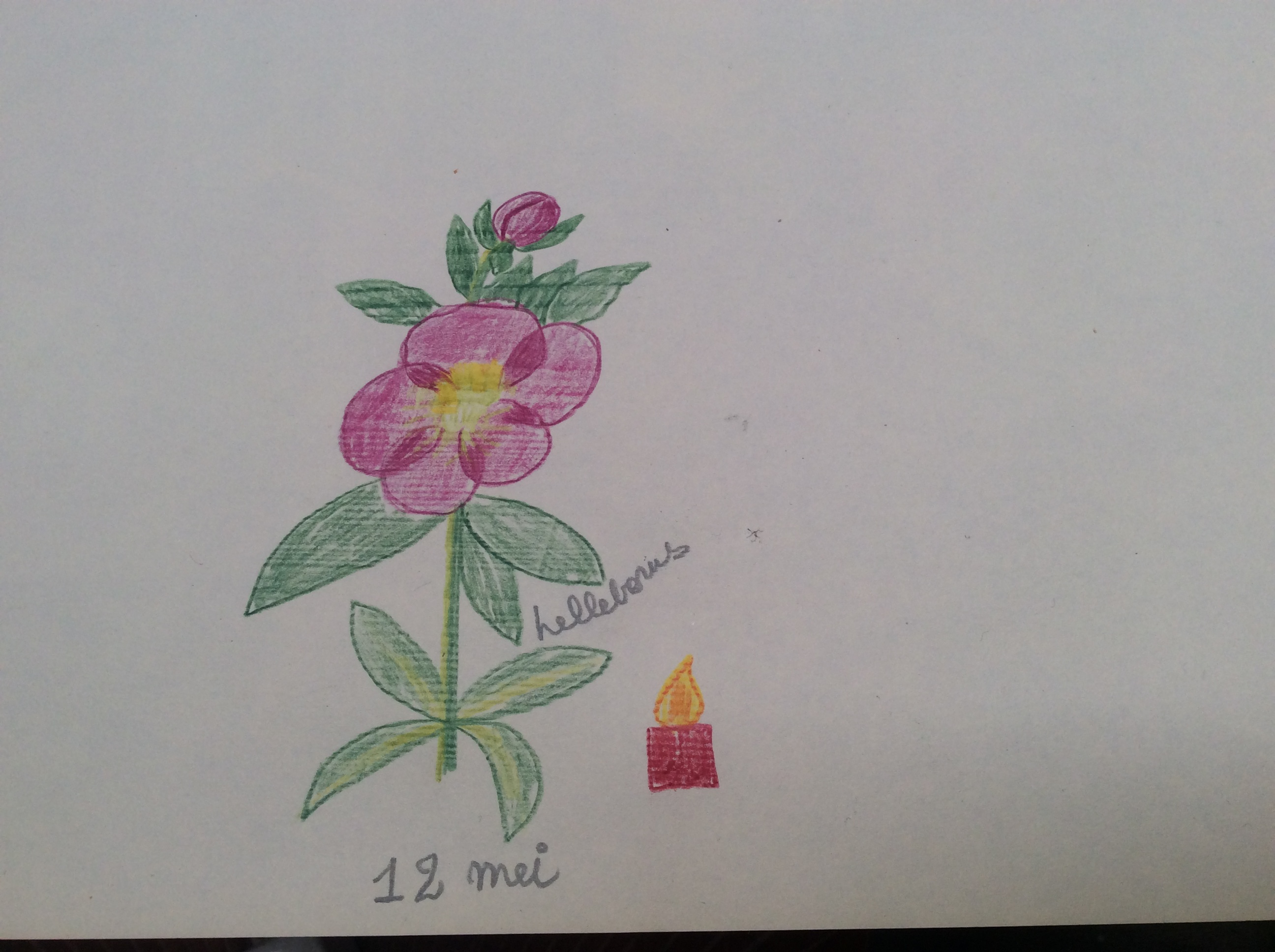 bloem